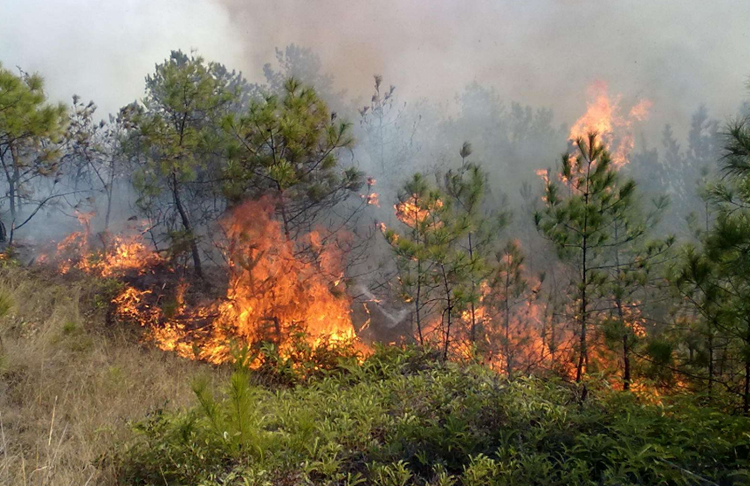 云顶集团森林防火无线传输系统方案详解