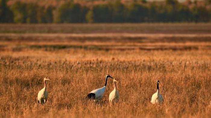 云顶集团无线网桥应用于柳州马步水库视频监控项目 云顶集团无线网桥应用于柳州马步水库视频监控项目